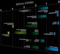 Carte phylogenique des homonides
